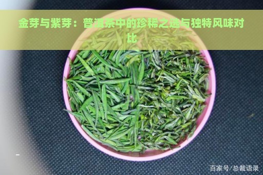 金芽与紫芽：普洱茶中的珍稀之选与独特风味对比