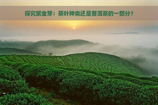 探究紫金芽：茶叶种类还是普洱茶的一部分？