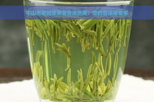 中山市老班章茶业咨询热线：您的普洱茶专家