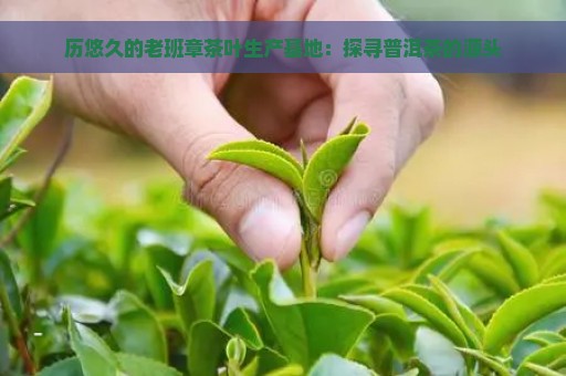 历悠久的老班章茶叶生产基地：探寻普洱茶的源头