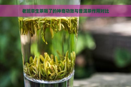 老班章生茶喝了的神奇功效与普洱茶作用对比