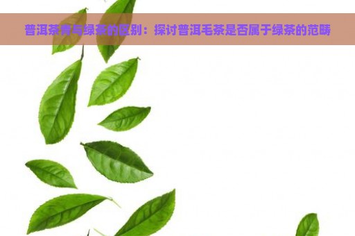 普洱茶青与绿茶的区别：探讨普洱毛茶是否属于绿茶的范畴