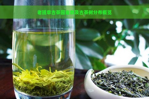 老班章古茶园亩数及古茶树分布概览