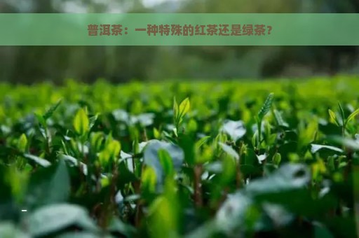 普洱茶：一种特殊的红茶还是绿茶？