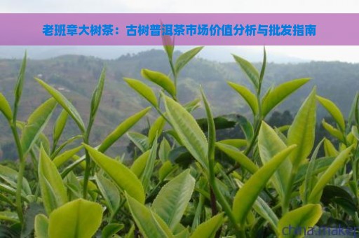 老班章大树茶：古树普洱茶市场价值分析与批发指南