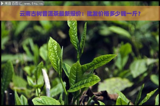 云南古树普洱茶最新报价：批发价格多少钱一斤？