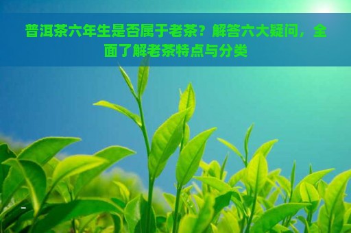 普洱茶六年生是否属于老茶？解答六大疑问，全面了解老茶特点与分类