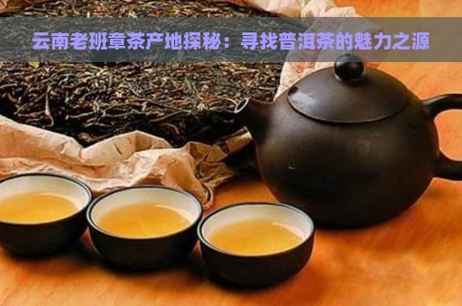 云南老班章茶产地探秘：寻找普洱茶的魅力之源