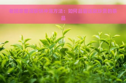 老班章普洱茶饼冲泡方法：如何品尝这款珍贵的茶品