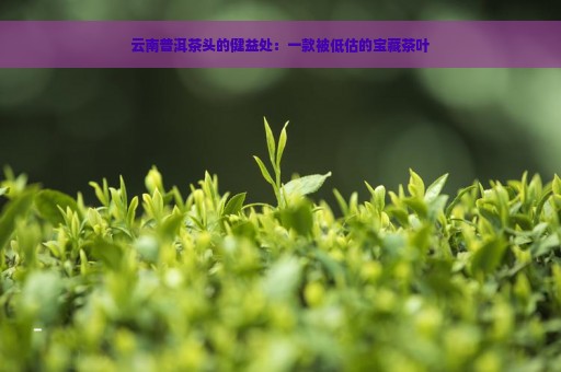 云南普洱茶头的健益处：一款被低估的宝藏茶叶