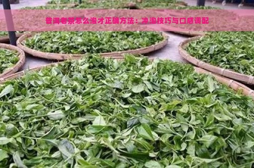 普洱老茶怎么泡才正确方法：冲泡技巧与口感调配