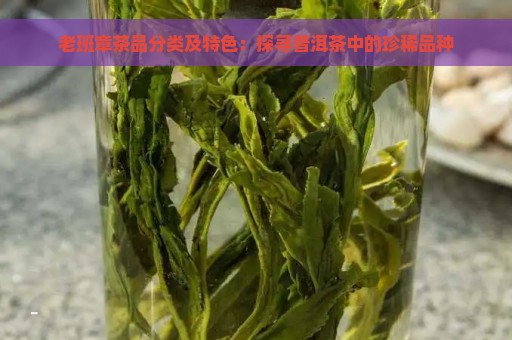 老班章茶品分类及特色：探寻普洱茶中的珍稀品种