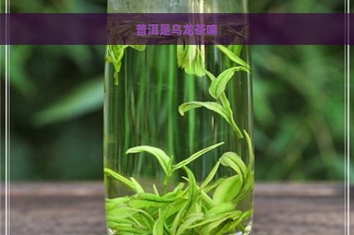 普洱是乌龙茶嘛