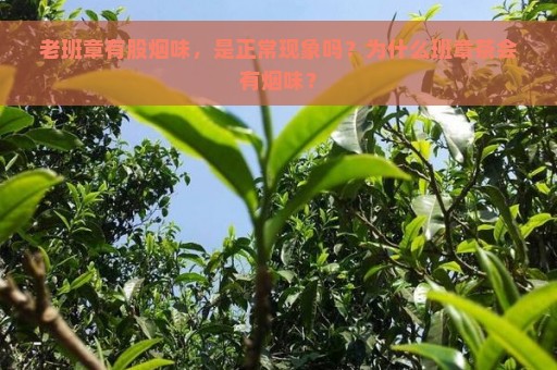 老班章有股烟味，是正常现象吗？为什么班章茶会有烟味？