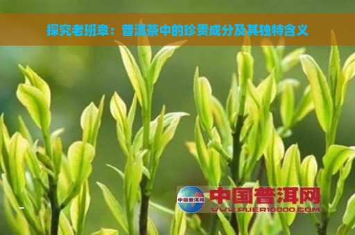 探究老班章：普洱茶中的珍贵成分及其独特含义