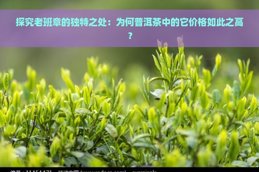 探究老班章的独特之处：为何普洱茶中的它价格如此之高？