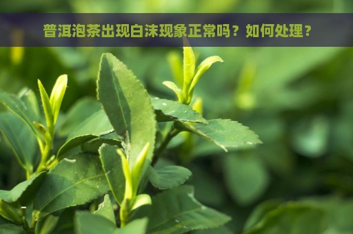 普洱泡茶出现白沫现象正常吗？如何处理？