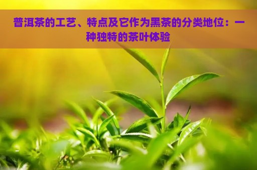 普洱茶的工艺、特点及它作为黑茶的分类地位：一种独特的茶叶体验