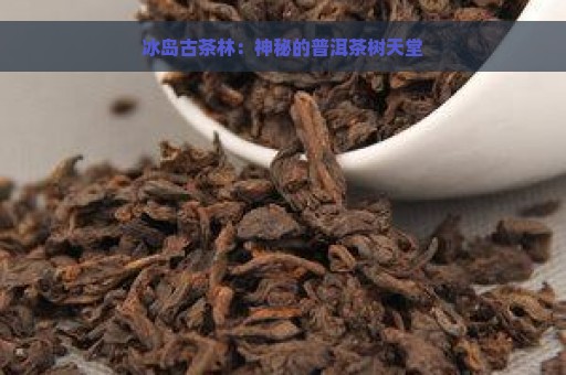 冰岛古茶林：神秘的普洱茶树天堂