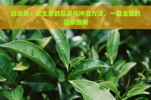 班章茶：老生茶的品质与冲泡方法，一篇全面的品茶指南