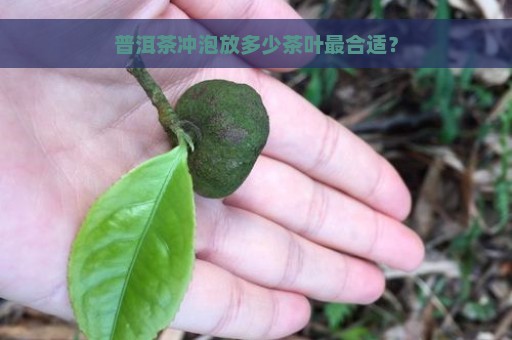 普洱茶冲泡放多少茶叶最合适？