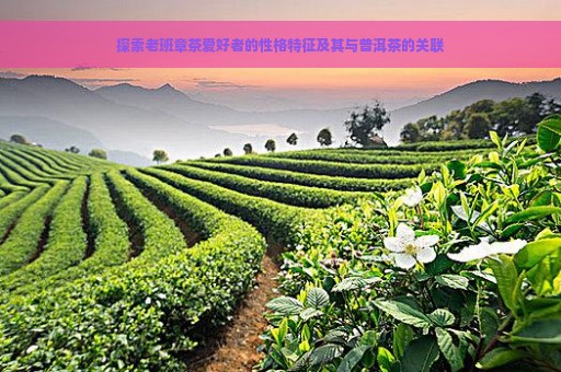 探索老班章茶爱好者的性格特征及其与普洱茶的关联