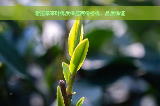 老班章茶叶优质供应商价格优，品质保证