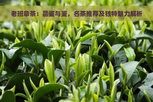 老班章茶：品鉴与鉴，名茶推荐及独特魅力解析