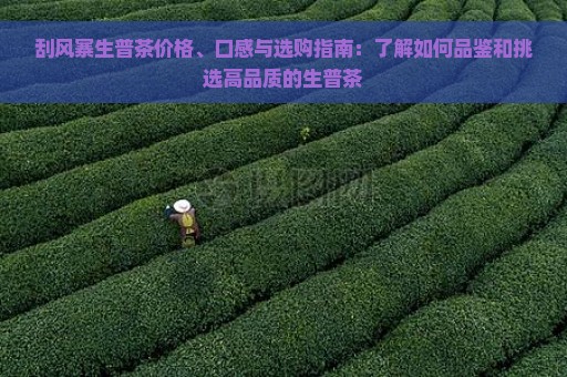 刮风寨生普茶价格、口感与选购指南：了解如何品鉴和挑选高品质的生普茶