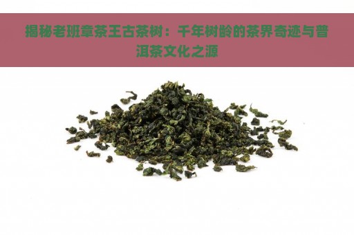 揭秘老班章茶王古茶树：千年树龄的茶界奇迹与普洱茶文化之源