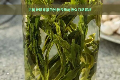 古树老班章茶的独特气韵与持久口感解析