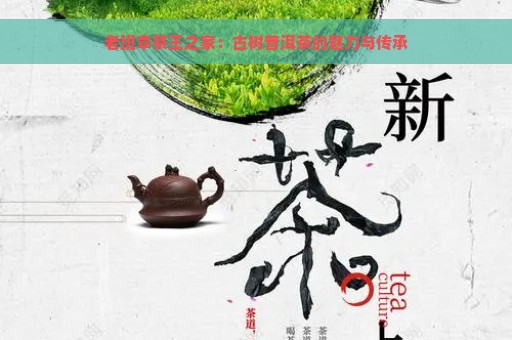 老班章茶王之家：古树普洱茶的魅力与传承