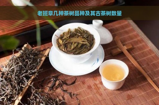 老班章几种茶树品种及其古茶树数量