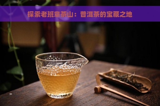 探索老班章茶山：普洱茶的宝藏之地