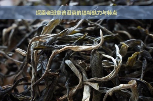 探索老班章普洱茶的独特魅力与特点