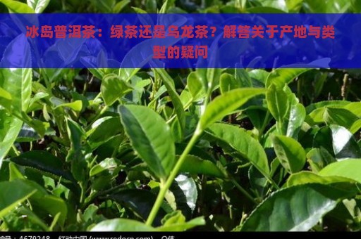 冰岛普洱茶：绿茶还是乌龙茶？解答关于产地与类型的疑问