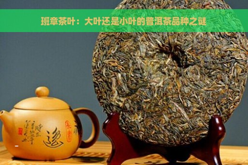 班章茶叶：大叶还是小叶的普洱茶品种之谜