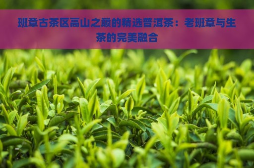 班章古茶区高山之巅的精选普洱茶：老班章与生茶的完美融合