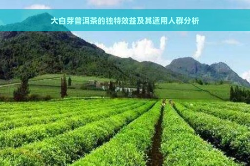 大白芽普洱茶的独特效益及其适用人群分析