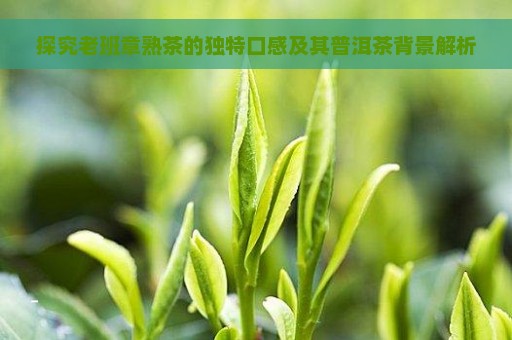 探究老班章熟茶的独特口感及其普洱茶背景解析