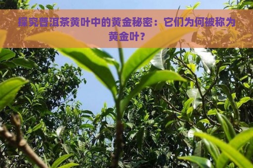 探究普洱茶黄叶中的黄金秘密：它们为何被称为黄金叶？