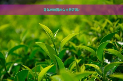 陈年老普洱怎么泡茶好喝？