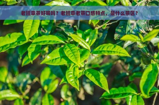 老班章茶好喝吗？老班章老茶口感特点，是什么茶区？