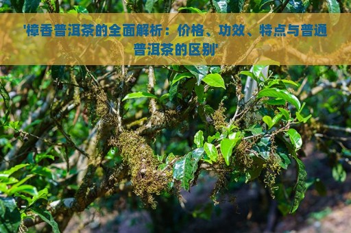 '樟香普洱茶的全面解析：价格、功效、特点与普通普洱茶的区别'