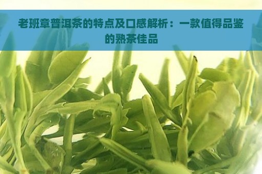 老班章普洱茶的特点及口感解析：一款值得品鉴的熟茶佳品