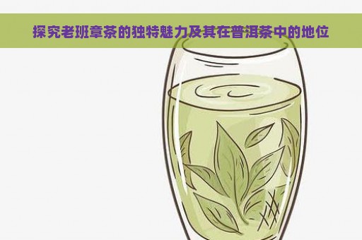 探究老班章茶的独特魅力及其在普洱茶中的地位