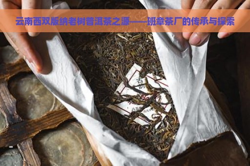 云南西双版纳老树普洱茶之源——班章茶厂的传承与探索