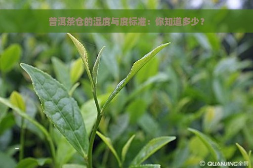 普洱茶仓的湿度与度标准：你知道多少？