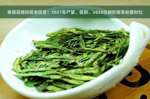 春茶采摘时间老班章：2021年产量、区别、2020古树价格及秋茶对比