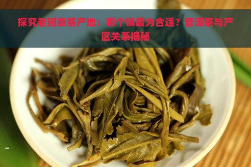 探究老班章茶产地：哪个镇最为合适？普洱茶与产区关系揭秘